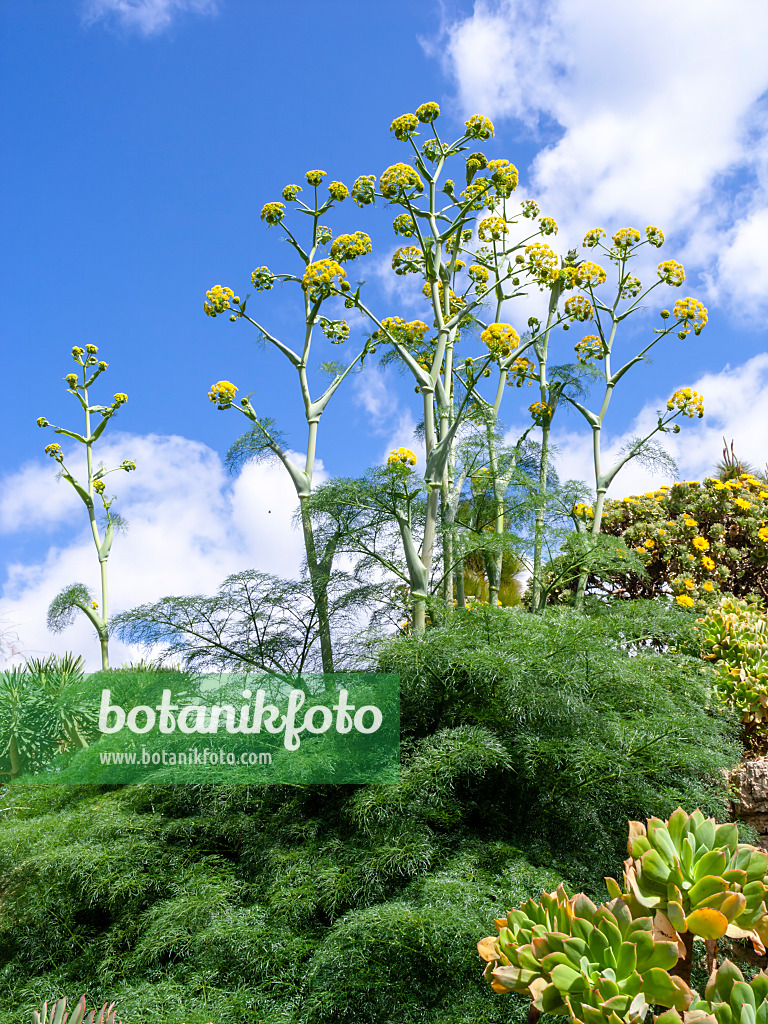 424028 - Giant fennel (Ferula communis)