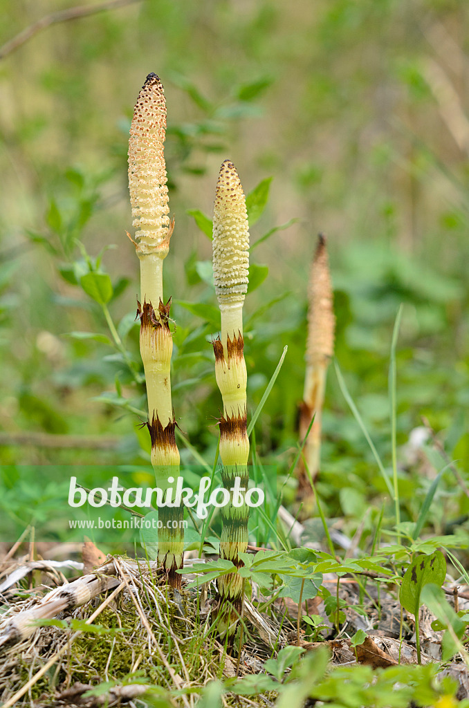 520021 - Giant horsetail (Equisetum giganteum)