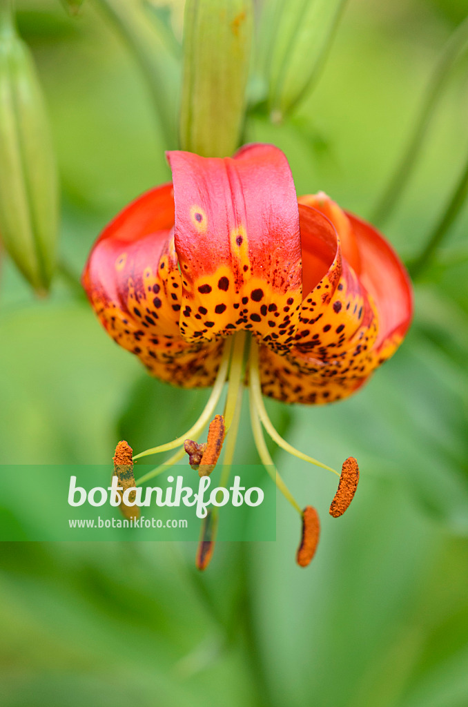 534124 - Giant leopard lily (Lilium pardalinum 'Giganteum')