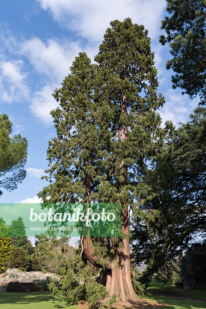 651525 - Giant sequoia (Sequoiadendron giganteum)