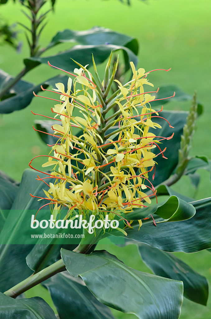 535186 - Gingembre d'ornement (Hedychium gardnerianum)