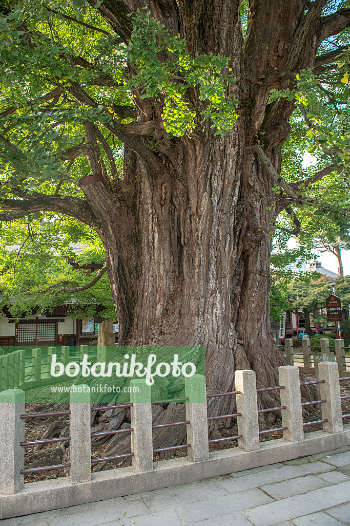 616399 - Ginkgo (Ginkgo biloba), about 1200 years old, Takayama, Japan