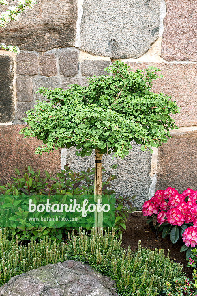651309 - Ginkgo (Ginkgo biloba 'Mariken')