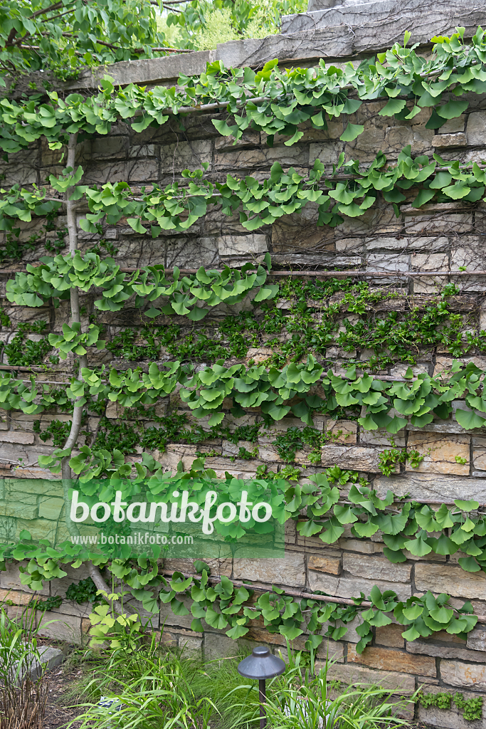 664155 - Ginkgo (Ginkgo biloba 'Pendula')