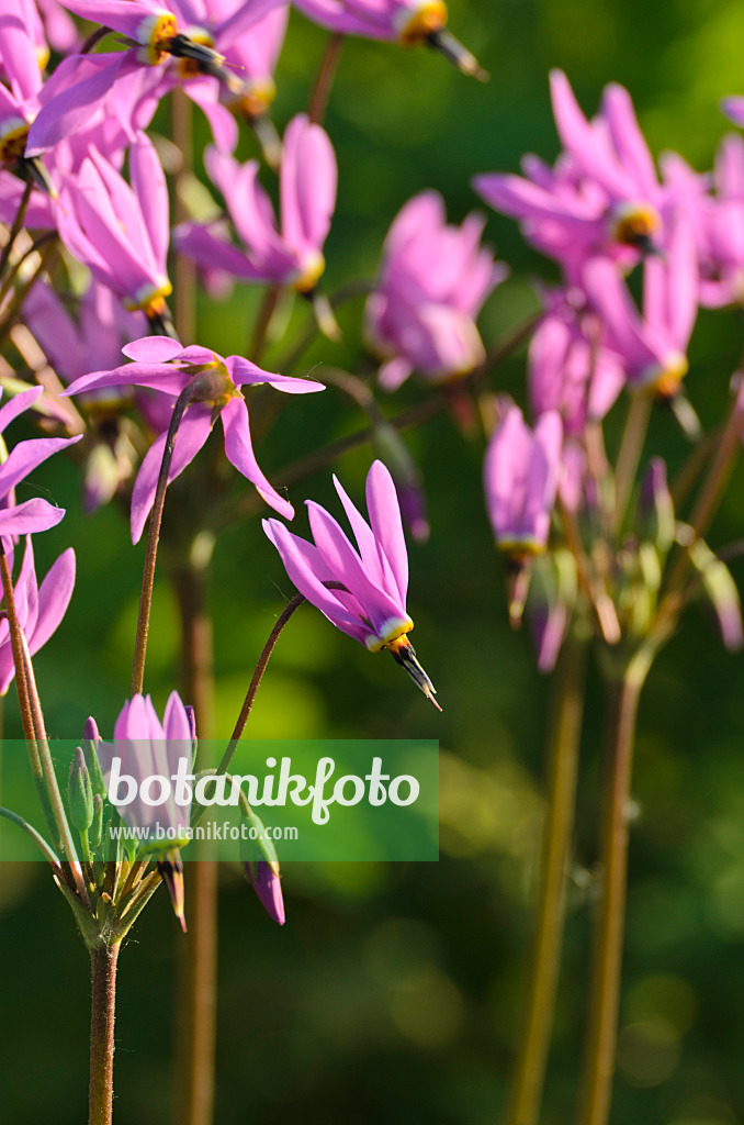 496100 - Giroselle de Virginie (Dodecatheon meadia)