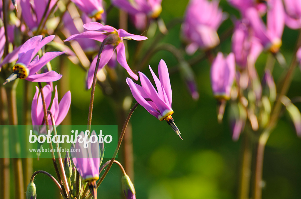496101 - Giroselle de Virginie (Dodecatheon meadia)