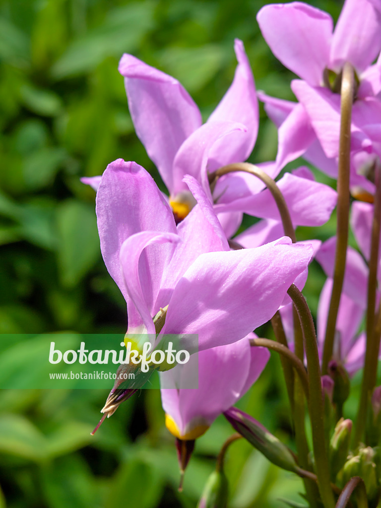 437250 - Giroselle de Virginie (Dodecatheon meadia 'Goliath')