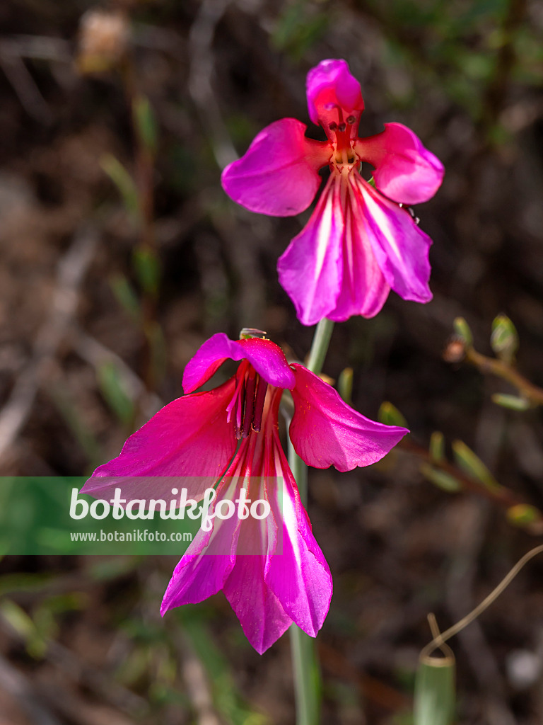 424064 - Glaïeul d'Illyrie (Gladiolus illyricus)