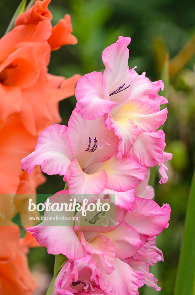 534500 - Glaïeul (Gladiolus)