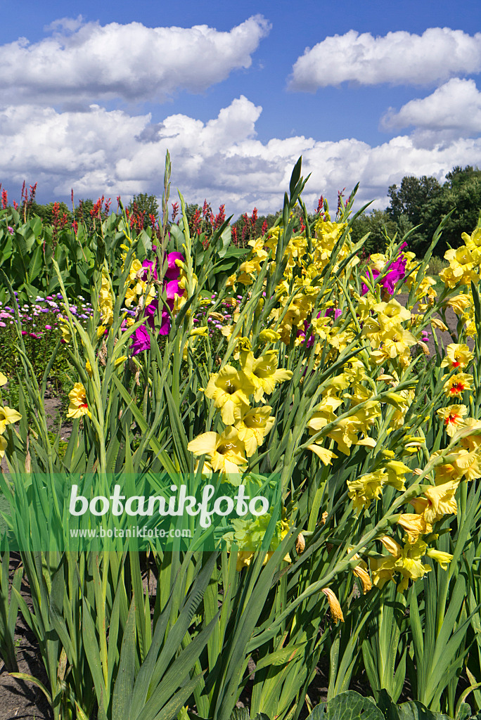 535235 - Glaïeul (Gladiolus)