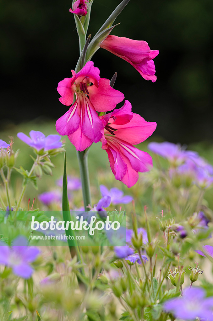 533453 - Glaïeul sauvage (Gladiolus communis subsp. byzantinus)
