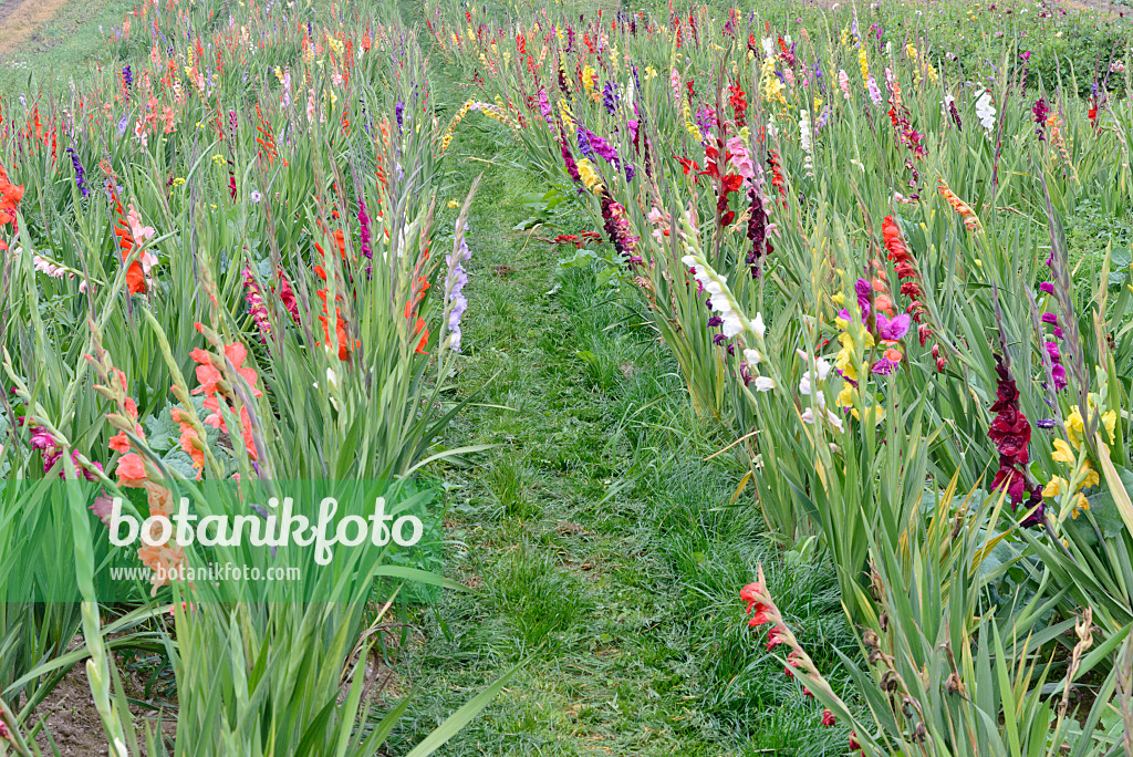 570132 - Glaïeuls (Gladiolus)