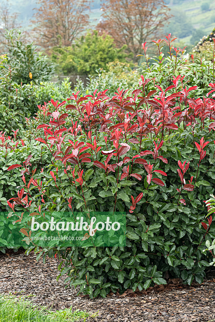 651428 - Glanzmispel (Photinia x fraseri 'Red Select')