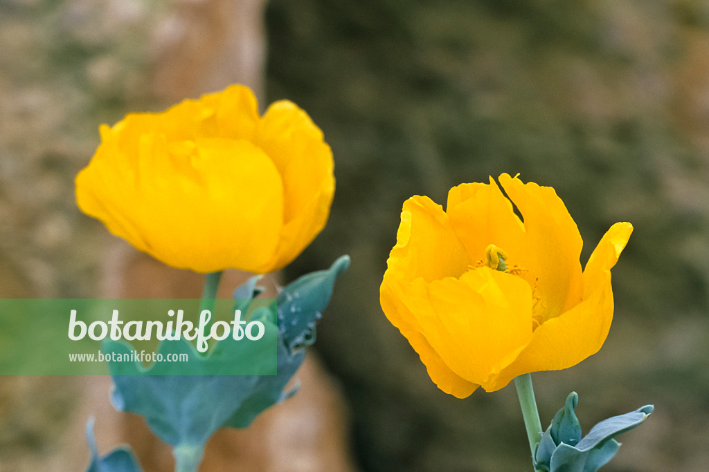 367068 - Glaucienne jaune (Glaucium flavum)