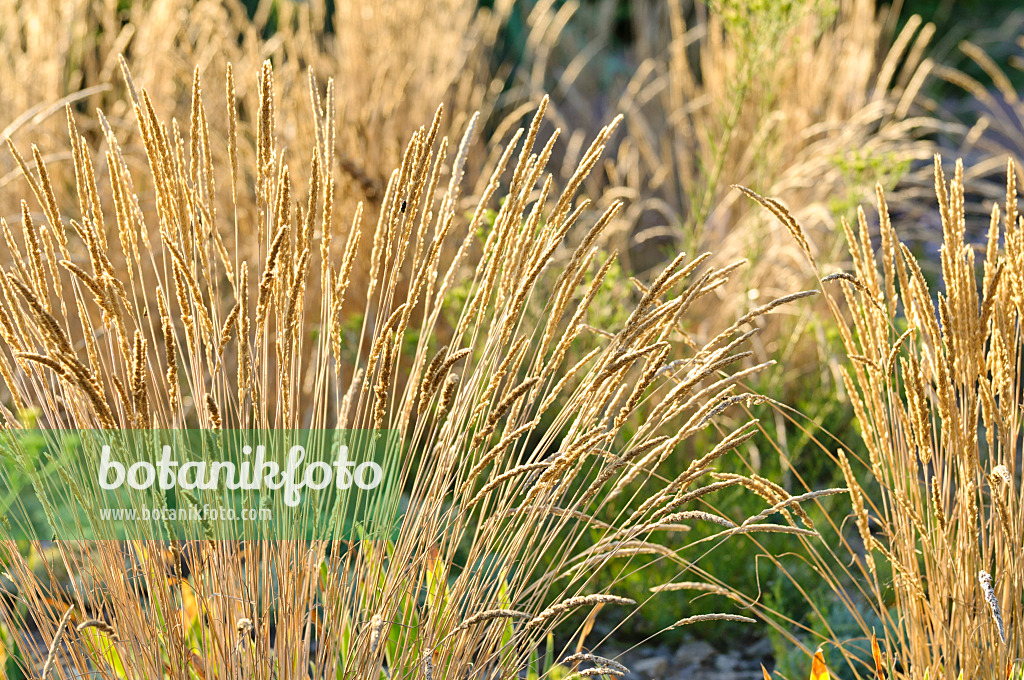 475184 - Glaucous hair grass (Koeleria glauca)