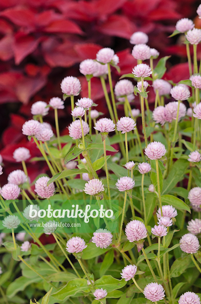 523202 - Globe amaranth (Gomphrena globosa)