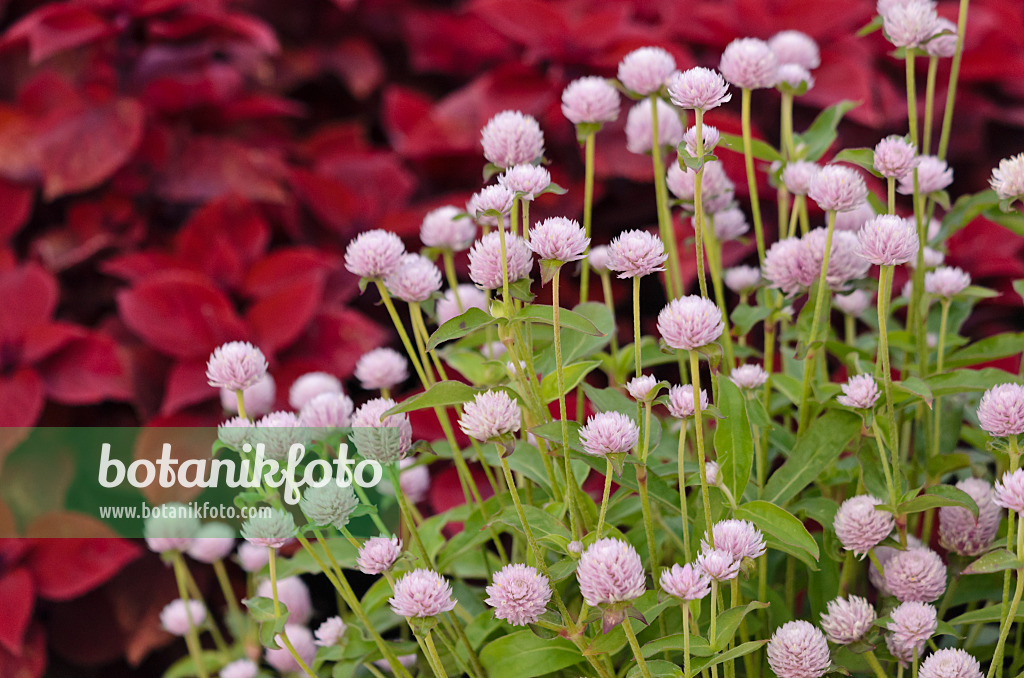 523203 - Globe amaranth (Gomphrena globosa)