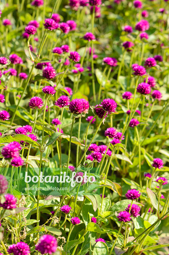 523275 - Globe amaranth (Gomphrena globosa)