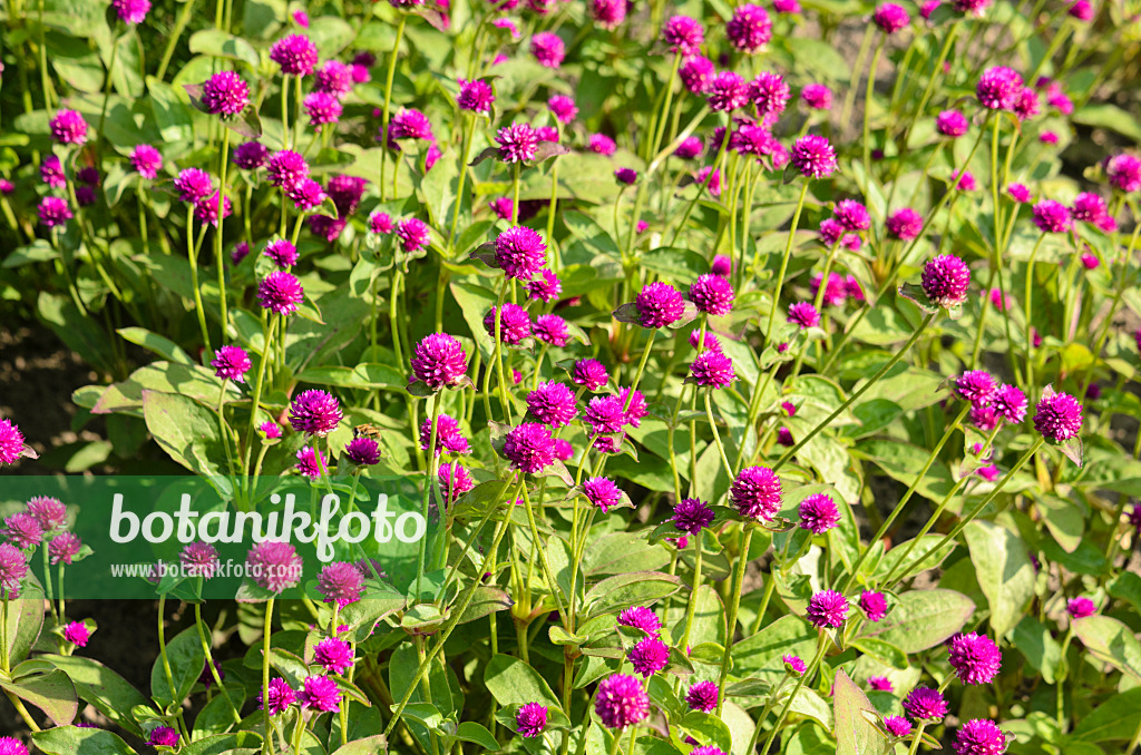 523276 - Globe amaranth (Gomphrena globosa)