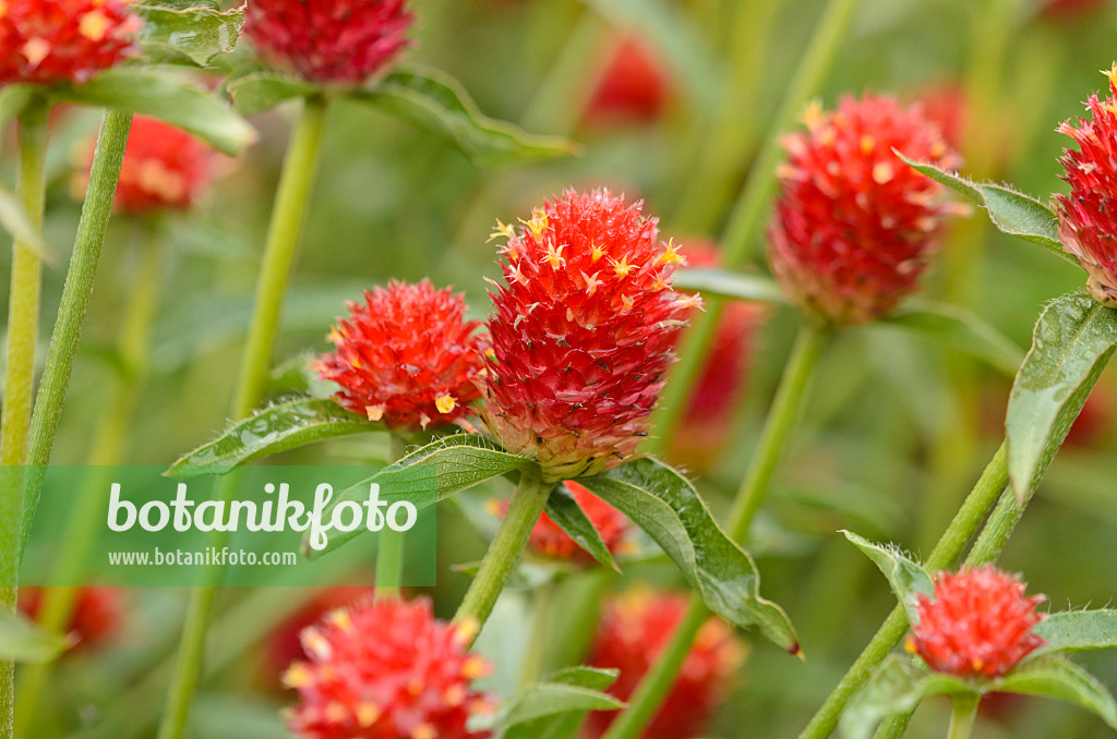 549121 - Globe amaranth (Gomphrena globosa)