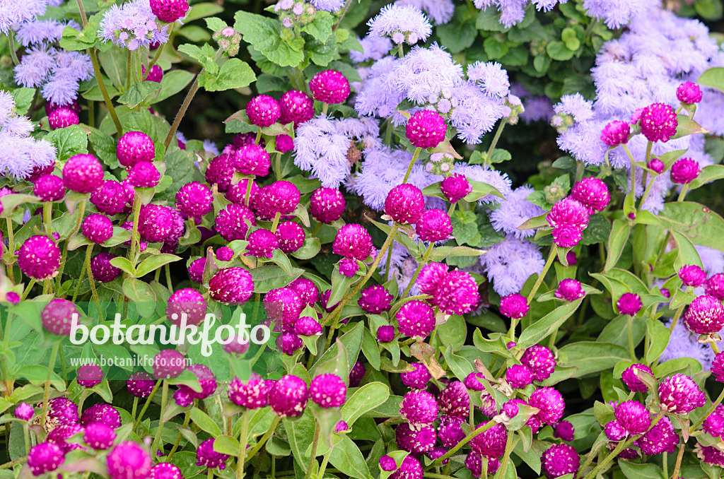 536118 - Globe amaranth (Gomphrena globosa) and floss flower (Ageratum houstonianum)
