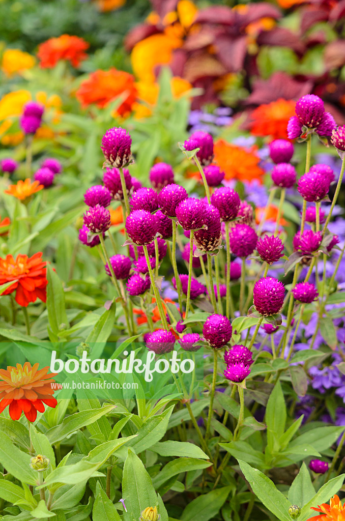 547036 - Globe amaranth (Gomphrena globosa 'Purple') and zinnia (Zinnia marylandica 'Double Zahara Fire')