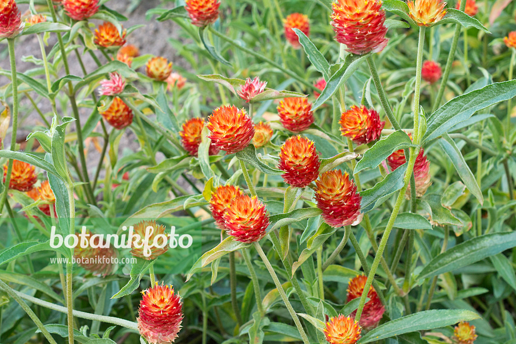 561050 - Globe amaranth (Gomphrena haageana)