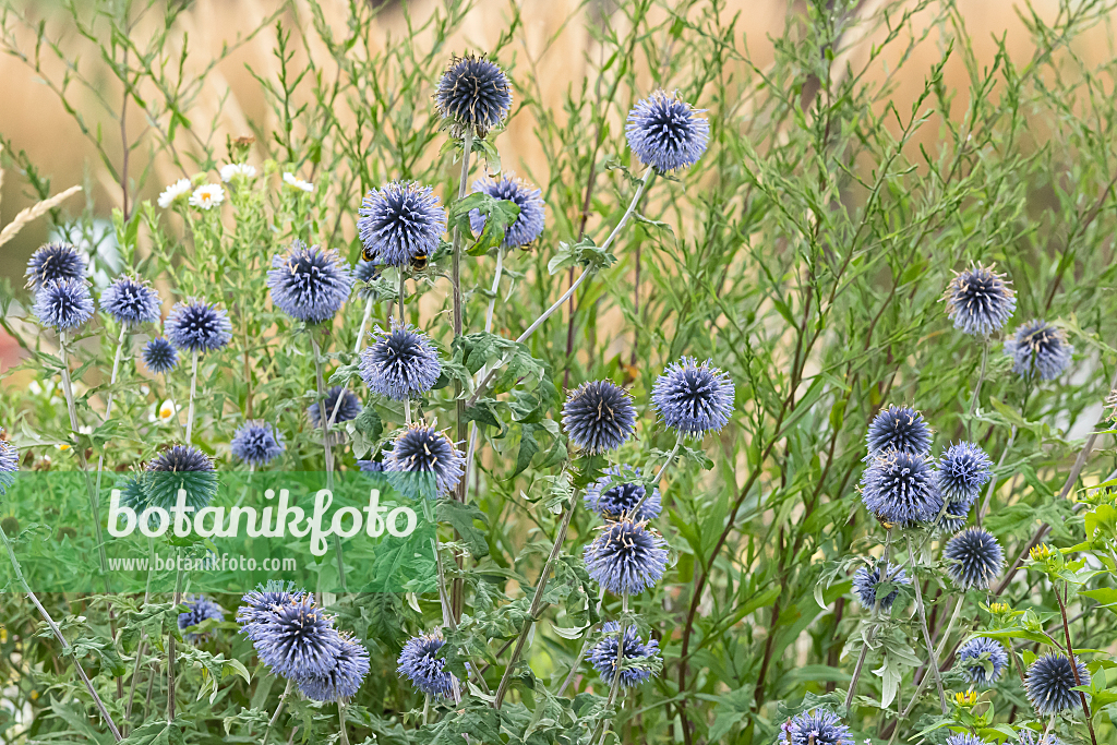 664133 - Globe thistle (Echinops ritro 'Veitch's Blue')