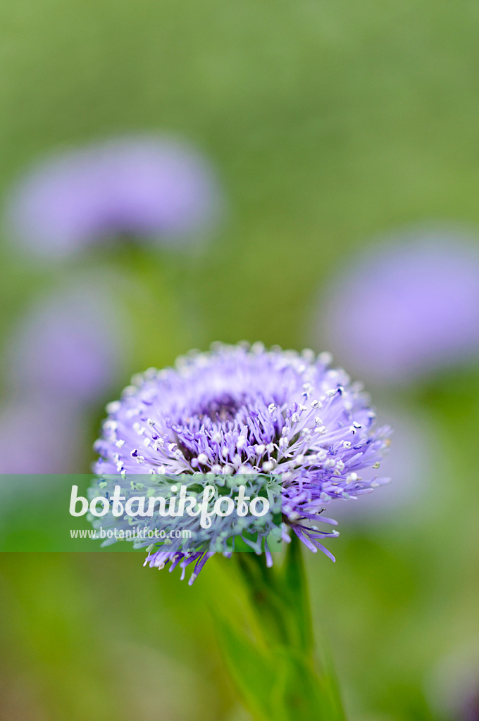 484031 - Globulaire ponctuée (Globularia punctata)