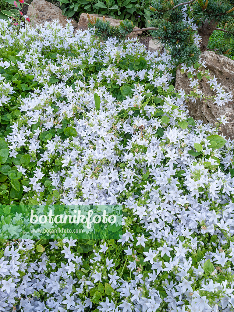 449006 - Glockenblume (Campanula)