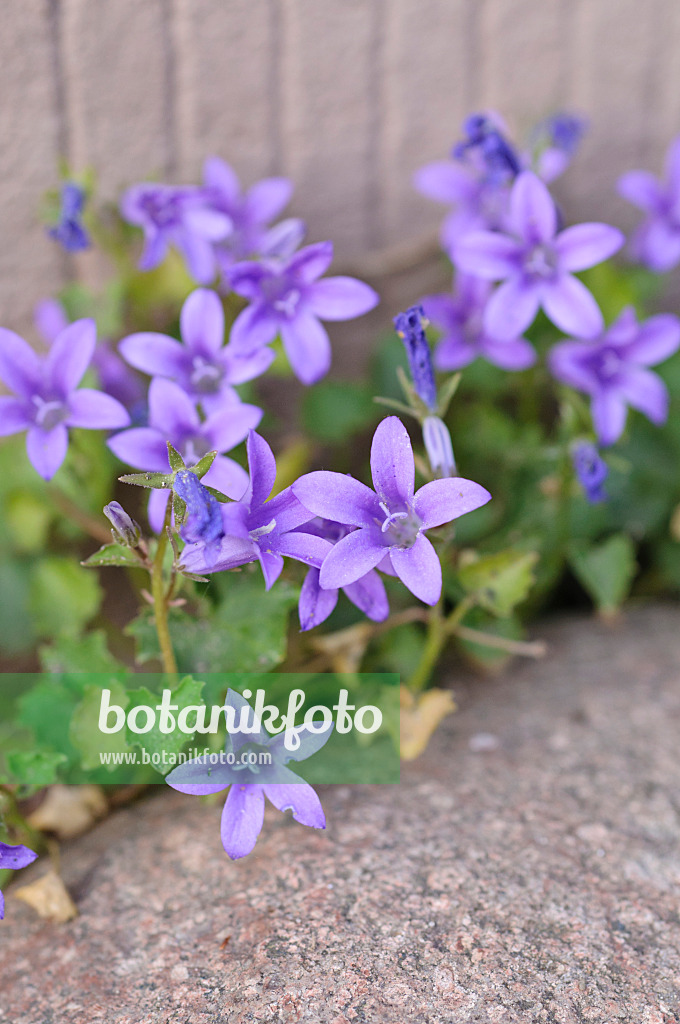 472259 - Glockenblume (Campanula) zwischen Feldsteinen vor einer Mauer