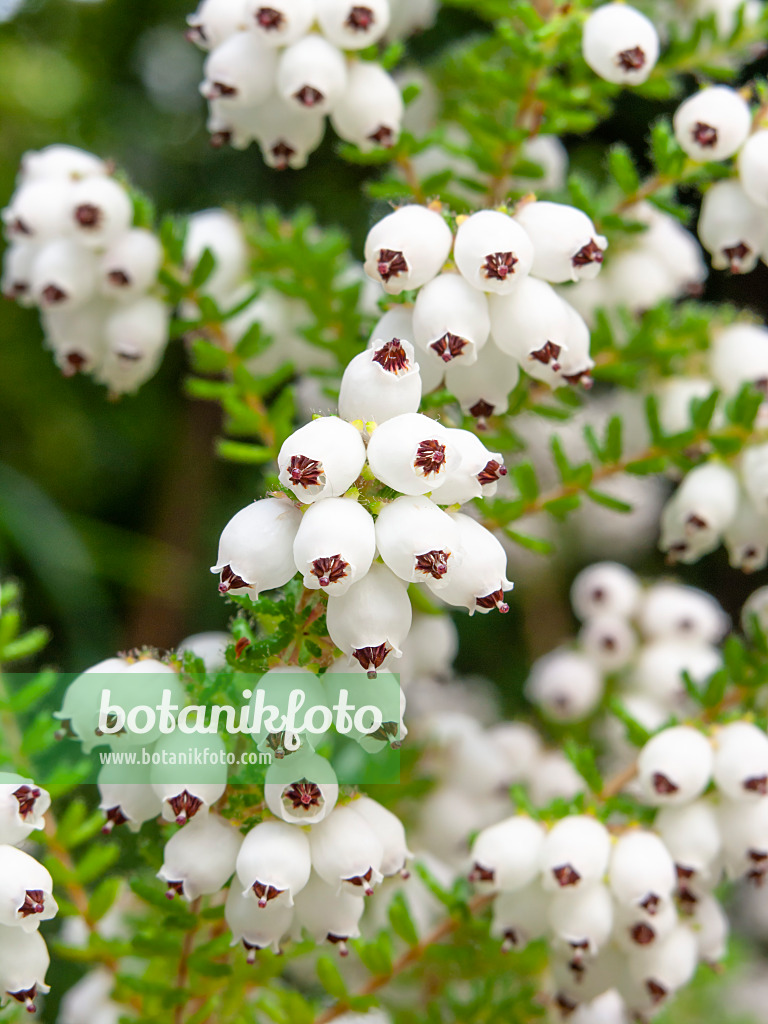 436221 - Glockenheide (Erica formosa)