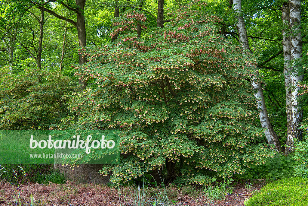 675025 - Glockige Prachtglocke (Enkianthus campanulatus)