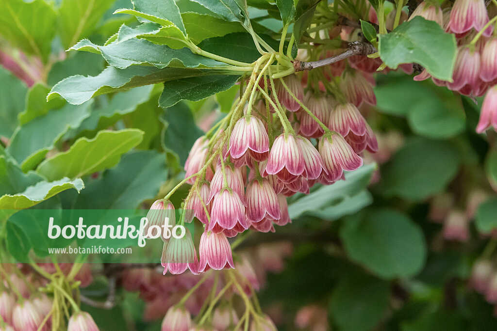 675027 - Glockige Prachtglocke (Enkianthus campanulatus)