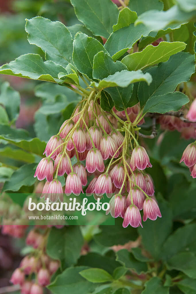 675028 - Glockige Prachtglocke (Enkianthus campanulatus)