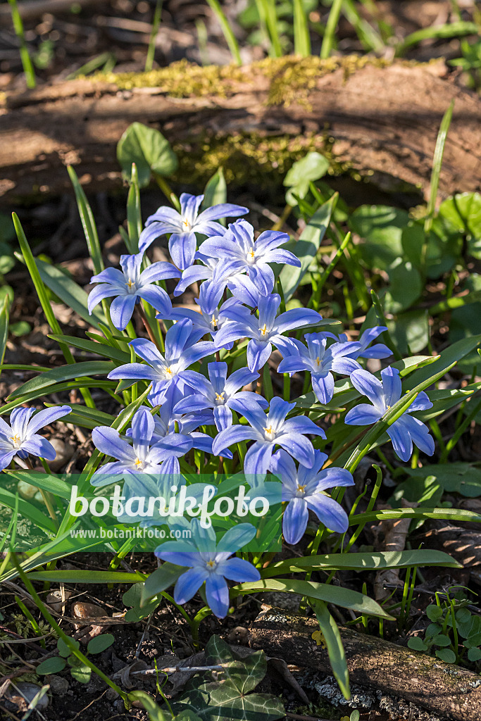 651168 - Gloire des neiges (Chionodoxa luciliae syn. Scilla luciliae)