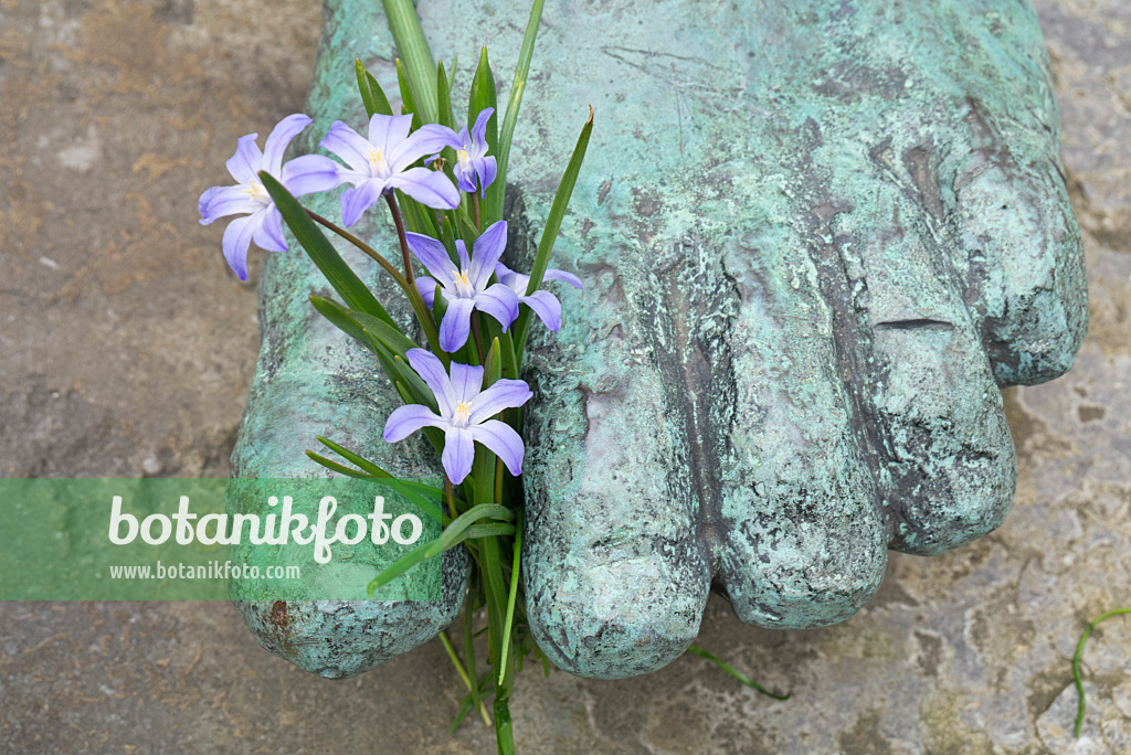 610002 - Glory of the snow (Chionodoxa) with foot of a sculpture