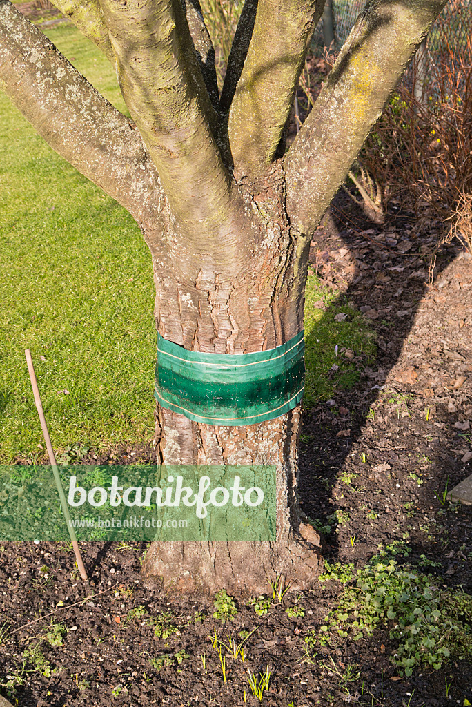 578034 - Glue ring on a fruit tree