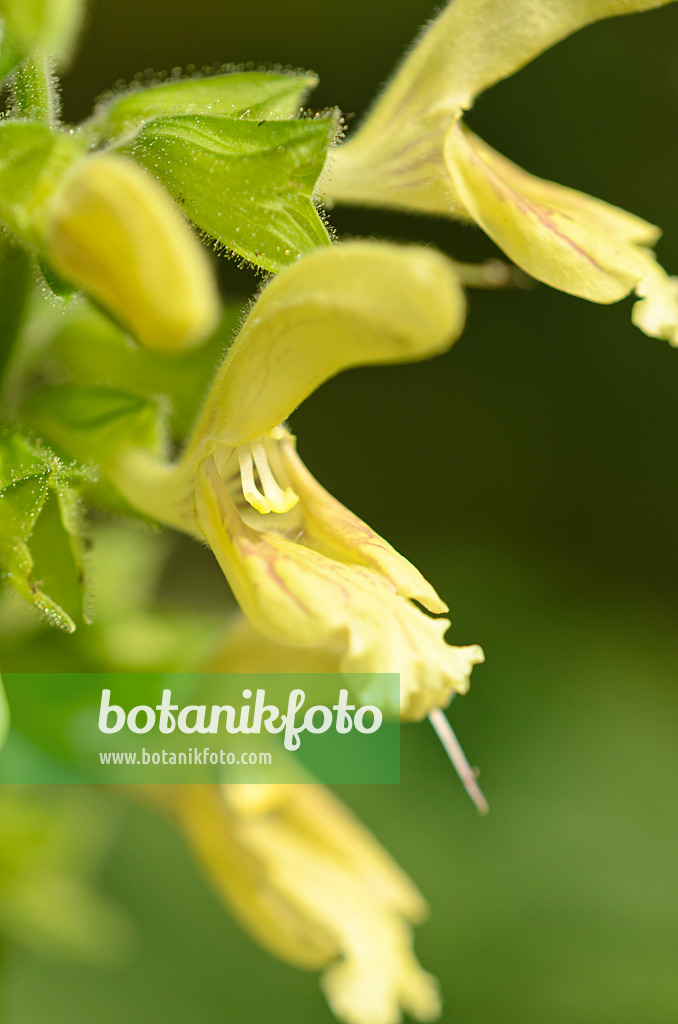 536150 - Glutinous sage (Salvia glutinosa)