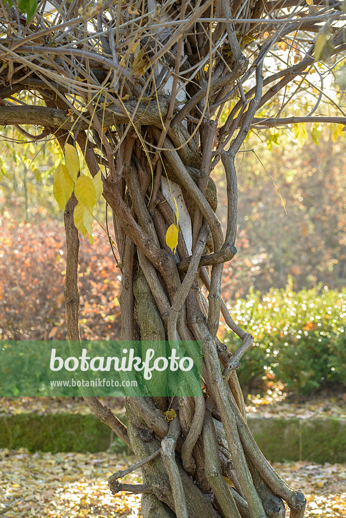 575354 - Glycine floribonde (Wisteria floribunda 'Multijuga')