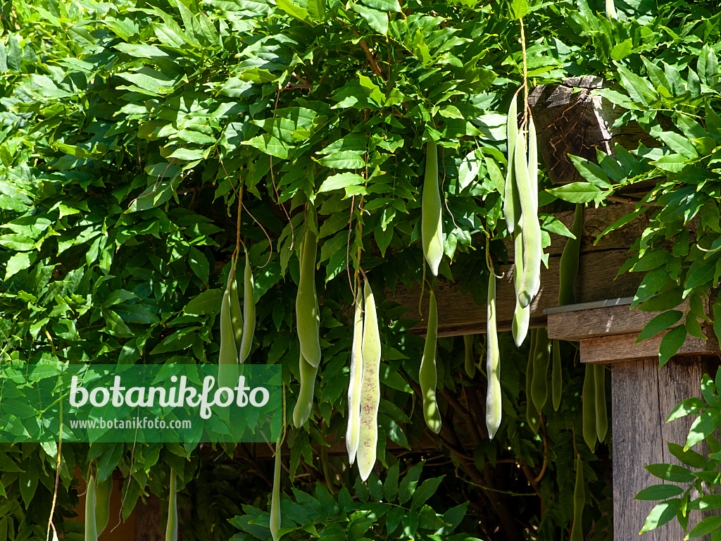 463107 - Glycine (Wisteria)