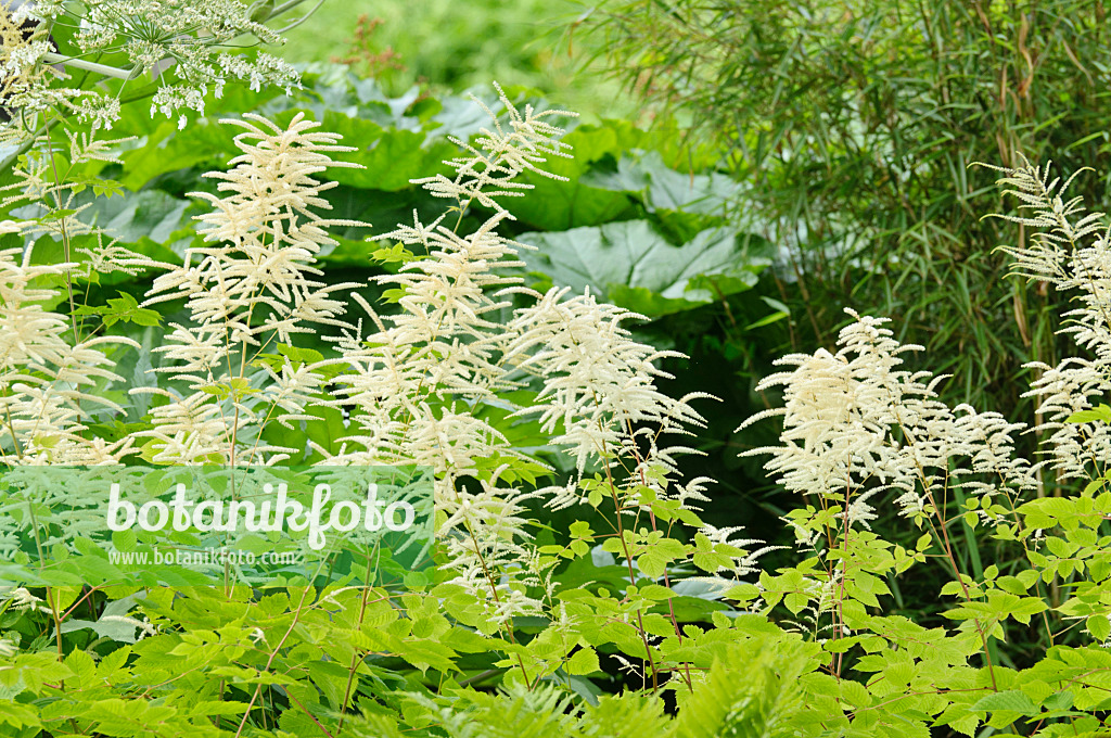 485124 - Goat's beard (Aruncus dioicus 'Zweiweltenkind')