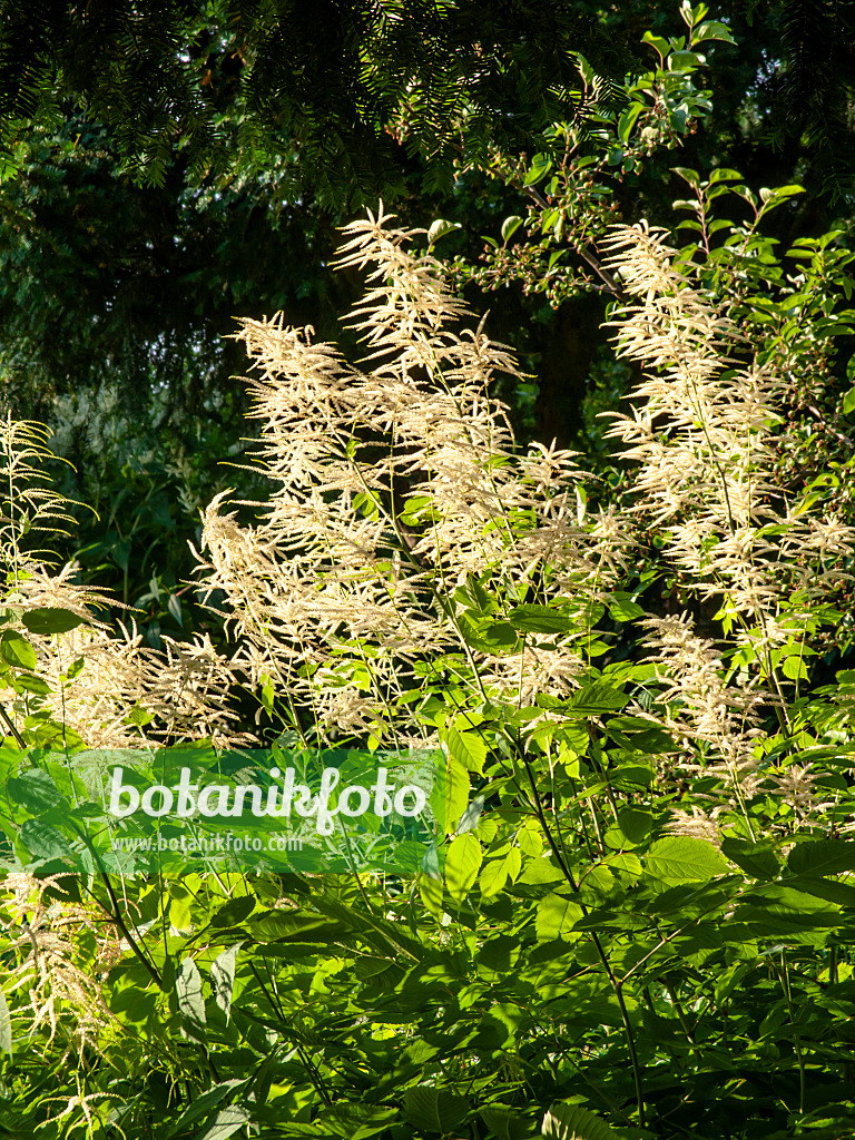 461097 - Goat's beard (Aruncus sinensis)