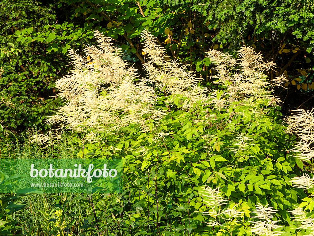461102 - Goat's beard (Aruncus sinensis)