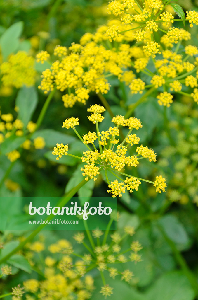 508141 - Golden Alexanders (Zizia aurea)