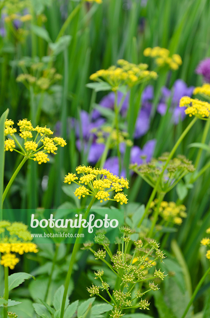 508142 - Golden Alexanders (Zizia aurea)