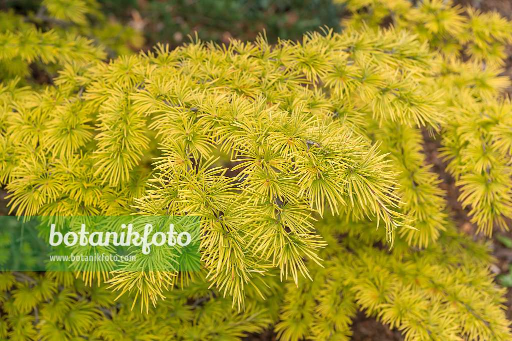 664344 - Golden larch (Pseudolarix amabilis)