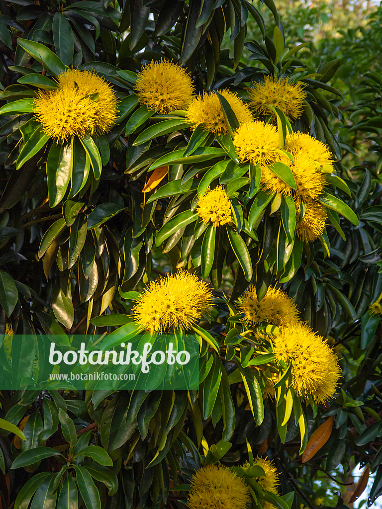 434147 - Golden penda (Xanthostemon chrysanthus)