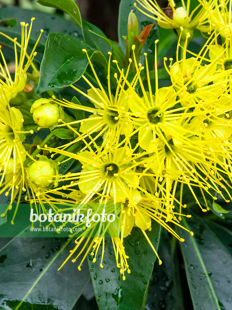 455406 - Golden penda (Xanthostemon chrysanthus)
