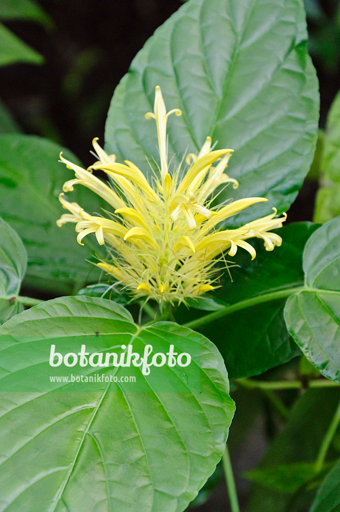 467053 - Golden plume (Schaueria flavicoma)